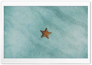 Starfish Ocean  Underwater