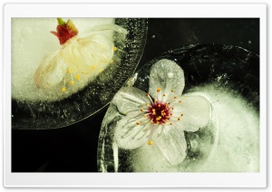 Flowers Trapped In Ice