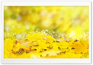 Yellow Leaves, Fall