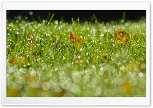 Grass Bokeh