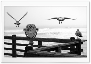Three Birds On A Pier