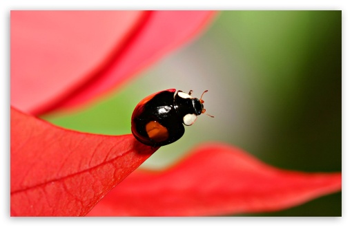 Download Black Beetles With Red Spots UltraHD Wallpaper