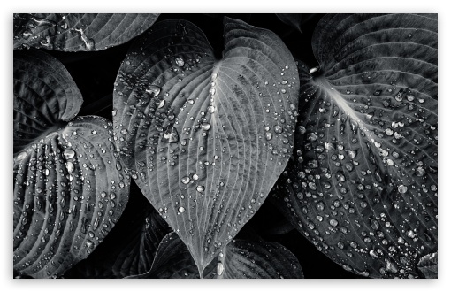 Download Hosta Sieboldiana Leaves Black and White,... UltraHD Wallpaper