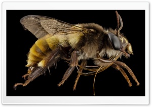Big Bee Insect