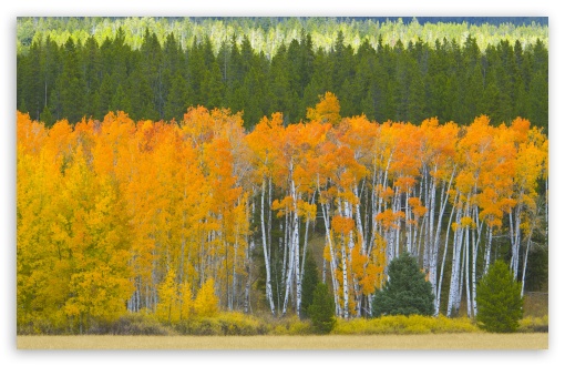 Download Golden Aspens, Grand Teton National Park,... UltraHD Wallpaper