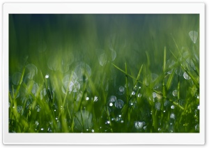 Green Grass Bokeh