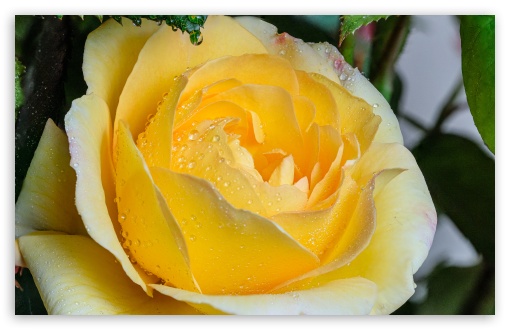 Download Yellow Rose Flower UltraHD Wallpaper