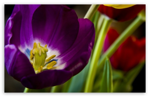 Download Purple Tulip UltraHD Wallpaper