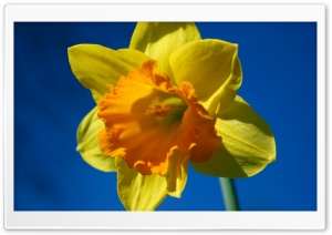 Daffodil Flower Against Blue Sky