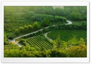 Grape Fields, Provence