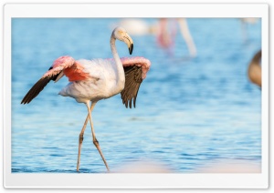 Flamingo, Water