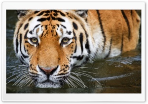 Tiger In The Water
