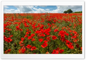 Field of Poppies