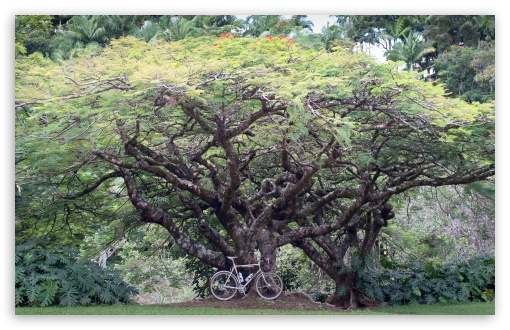 Download Bicycle Under a Tree UltraHD Wallpaper
