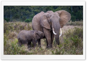 Baby and Mother Elephant, Africa