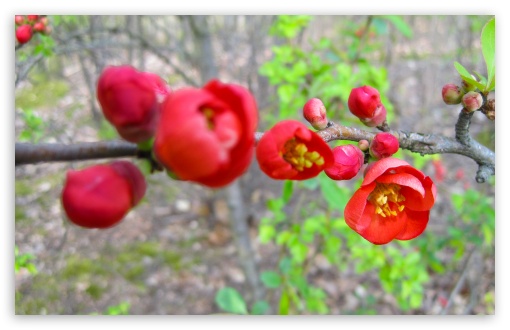 Download Red Blossom UltraHD Wallpaper