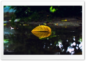 Yellow Leaf On Water