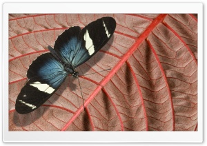 Blue And Black Butterfly