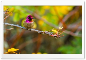 Anna's Hummingbird...