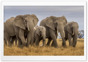 Masai Mara Elephants