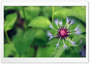 Mountain Flower