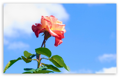 Download Rose On Blue Sky Background UltraHD Wallpaper