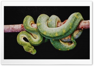 Green Boa Constrictor