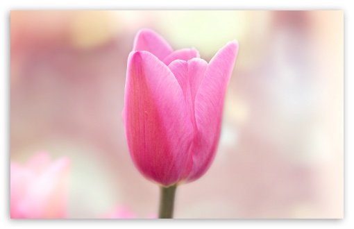 Download Spring Light Pink Tulip UltraHD Wallpaper