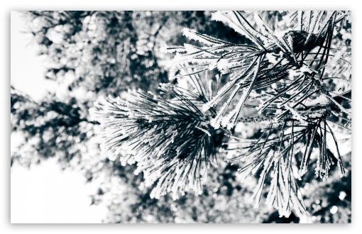 Download Snowy Pine Needles UltraHD Wallpaper
