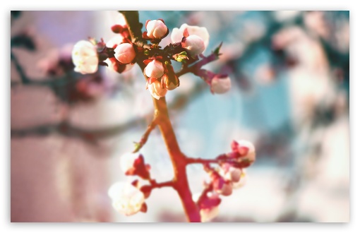 Download Spring Tree Buds UltraHD Wallpaper