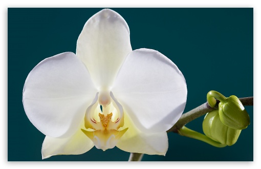 Download White Orchid Flower, Buds, Macro UltraHD Wallpaper