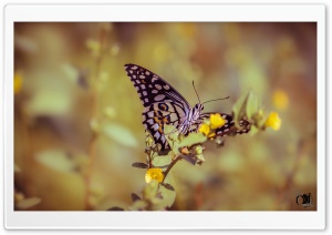 Papilio Elephenor Butterfly