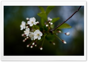 White Cherry Flowers