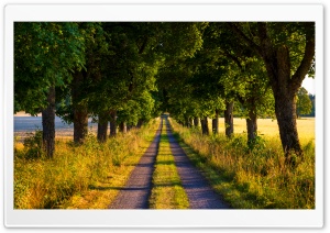 Summer Country Road, Trees,...