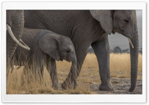 3 Elephants Family