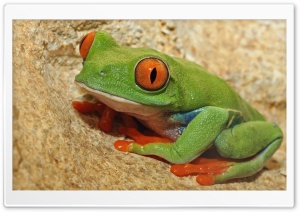 Green Frog With Orange Eyes