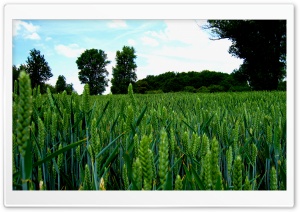Green Wheat Field Landscape