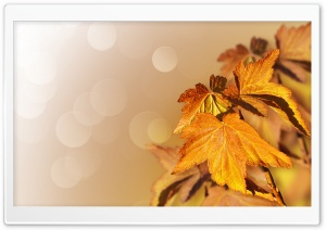 Maple Leaves Closeup