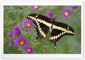 Butterfly on Purple Flower