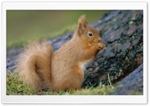 Portrait Of Red Squirrel...