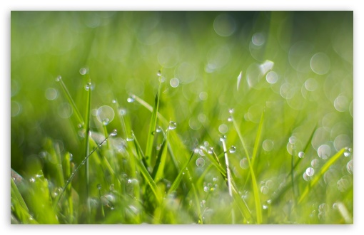 Download Fresh Dew Drops On Grass UltraHD Wallpaper