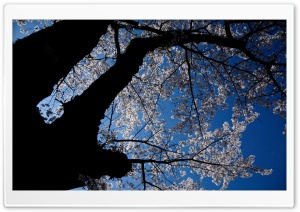 A Look Up At The Cherry Blossoms