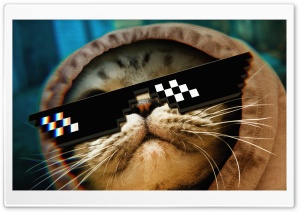 Funny Cat Thug Life Glasses