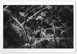 Flower Portrait Black and White