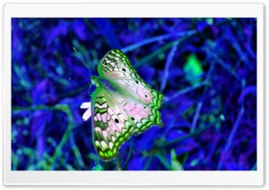 Blue And Green Butterfly