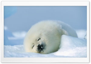 Polar Seal