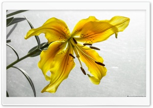 The Yellow Lily