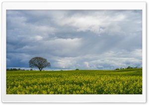 A Sea Of Yellow Rapeseed Flowers