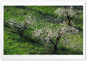Three Blossom Trees