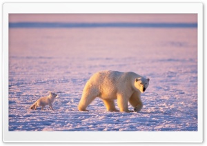 Arctic Fox And Polar Bear